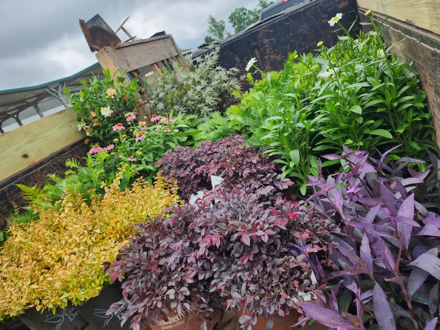 Purple, gold and green foliage layered for color all around. We help Upstate SC homeowners get the right plants in the right spot, with low maintenance in mind.
